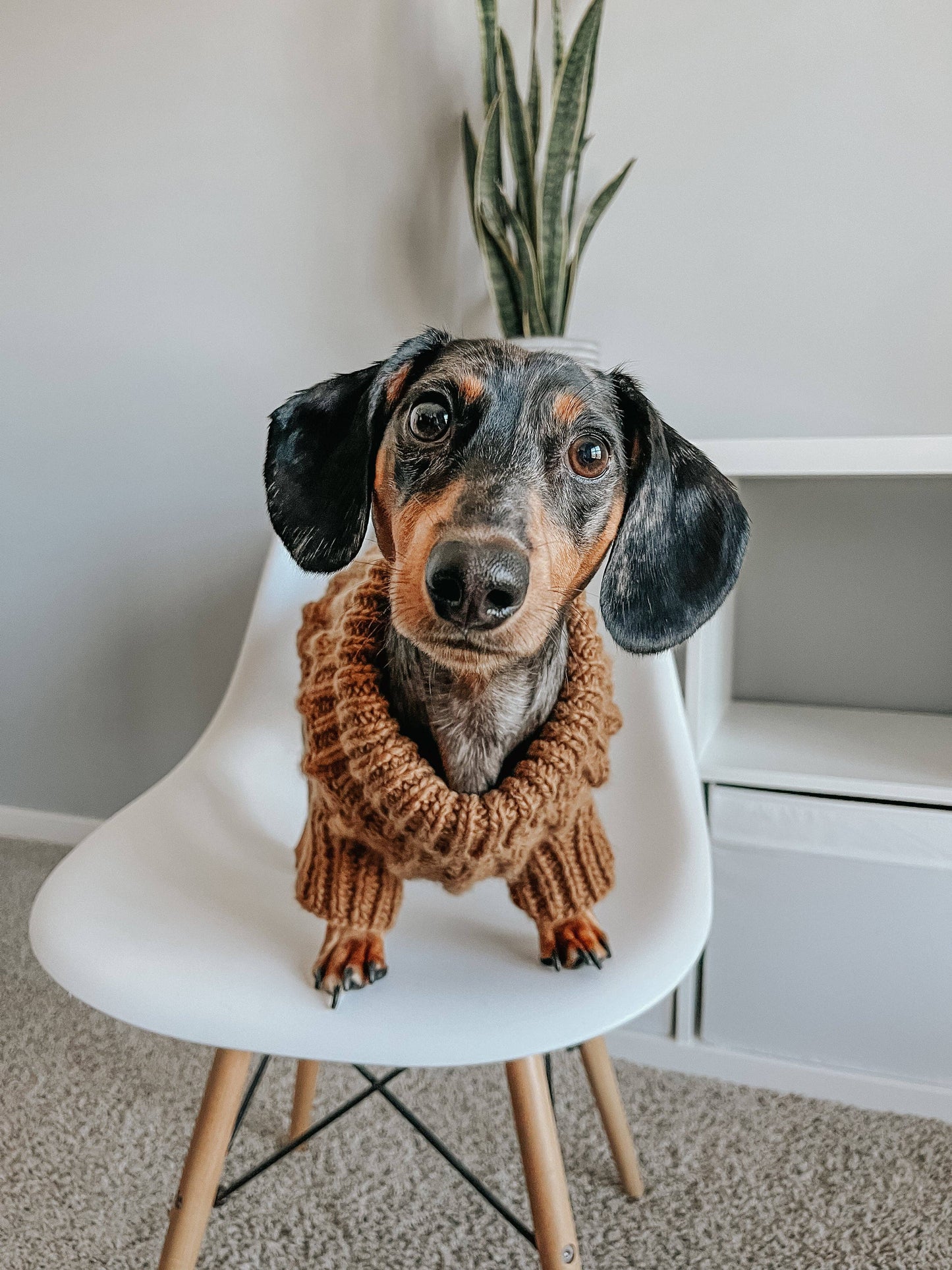 Pet Cable Knit Sweater - Brown