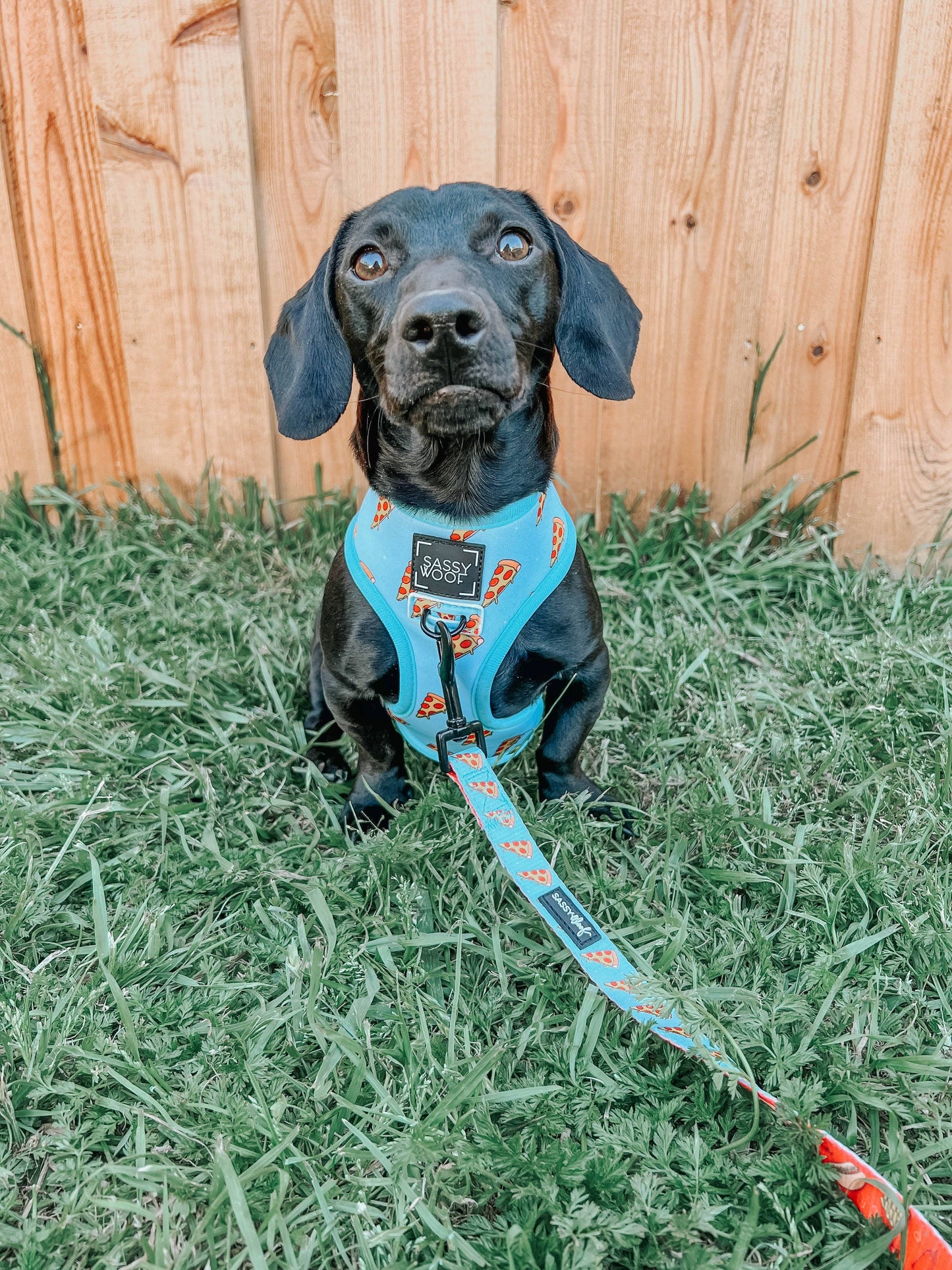 Dog Reversible Harness - One Hot Pupperoni