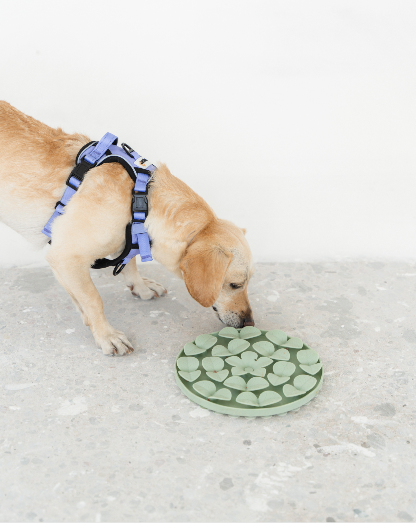 Sage Green Circle Enrichment Snuffle Mat