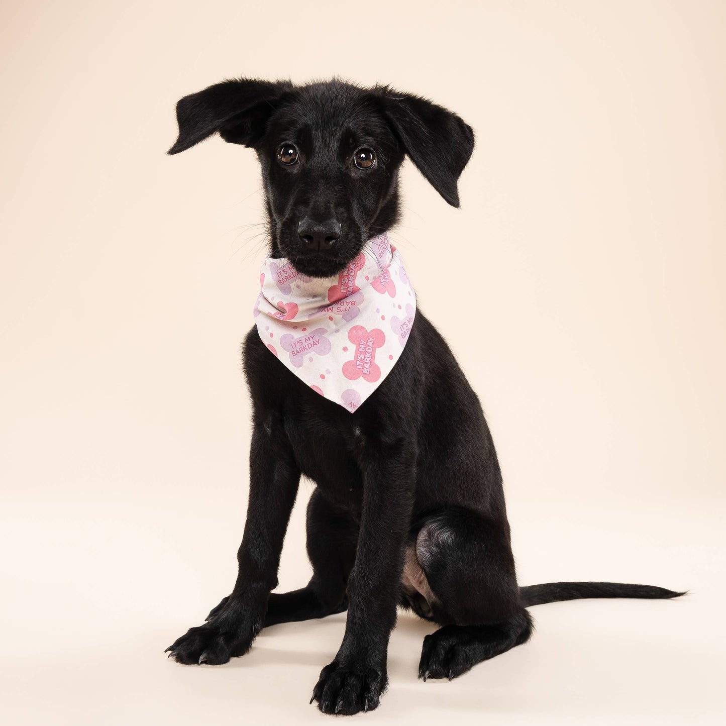 Let's Pawty in Pink Birthday Dog Bandana