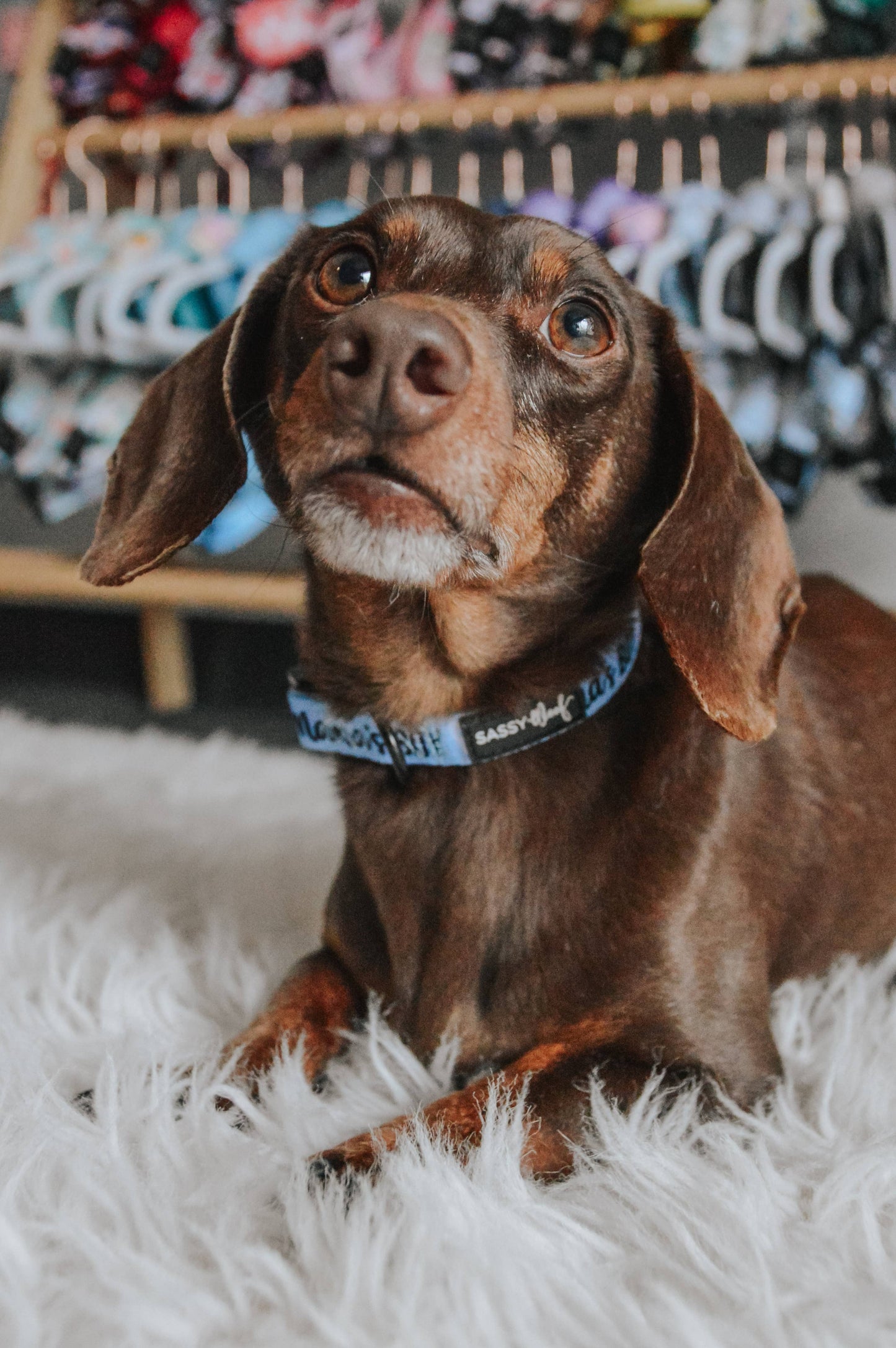 Dog Collar - Mama's Boy