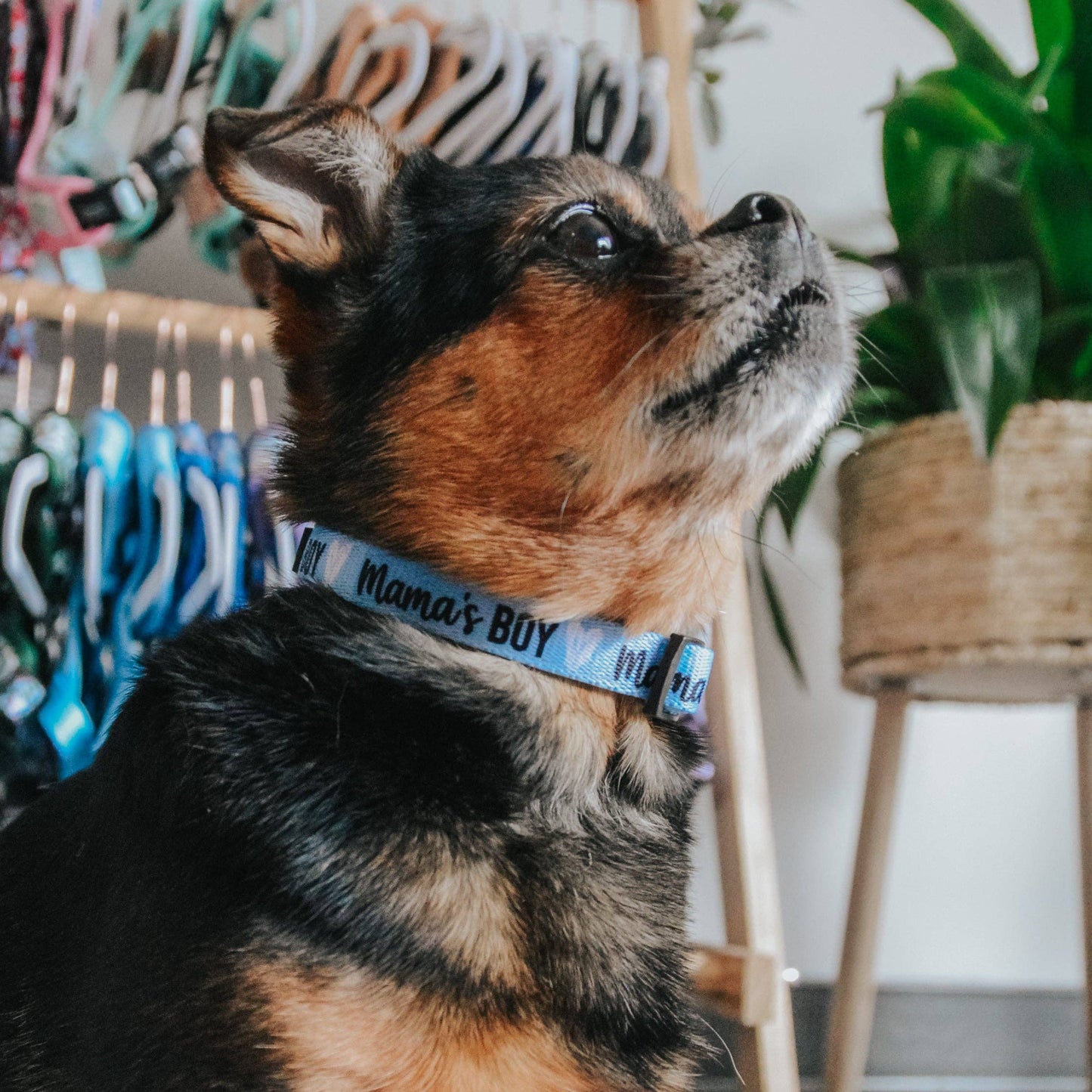 Dog Collar - Mama's Boy