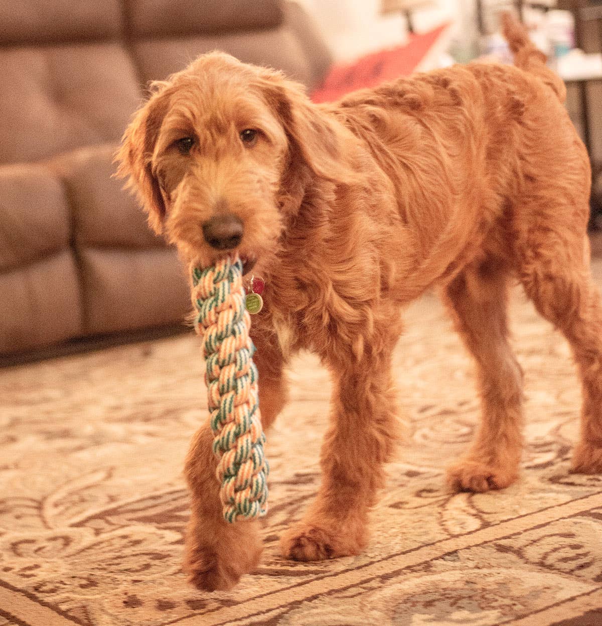 ThoozyPet Knotted Fetch Stick Rope Dog Toy Blue / Red 12.5"