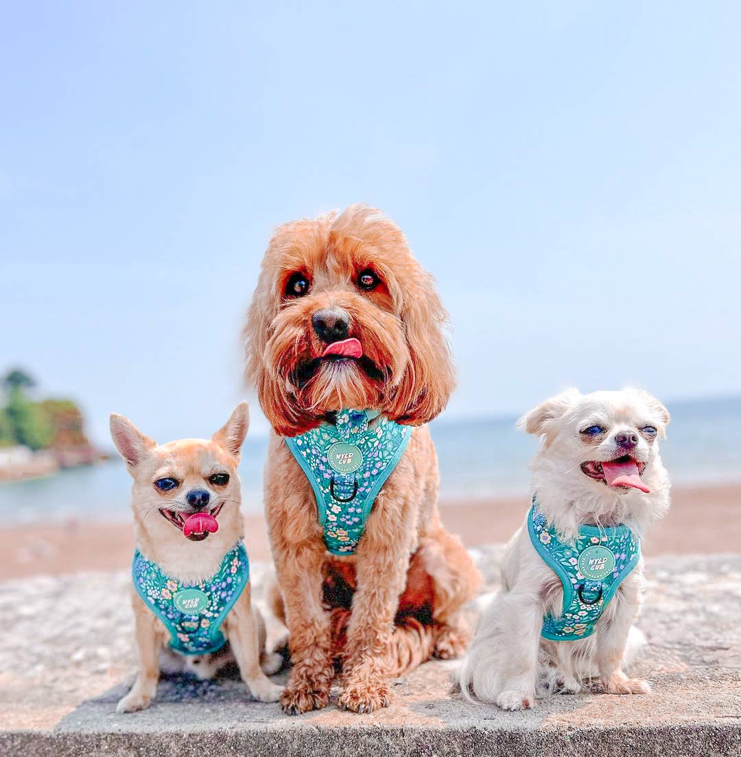 Adjustable Dog Harness: Notting Hill Mint