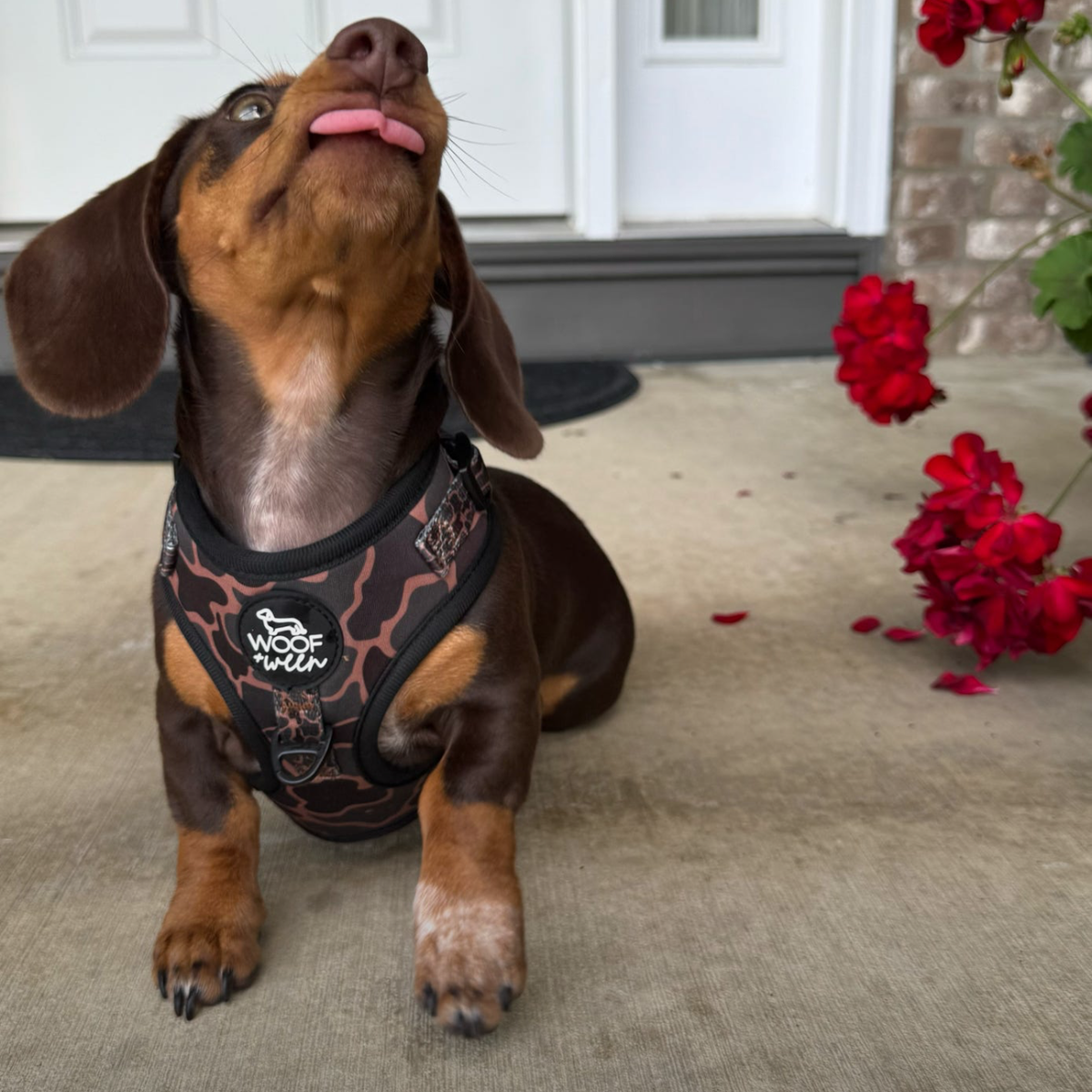 Adjustable Dog Harness - BLACK DUCK CAMO