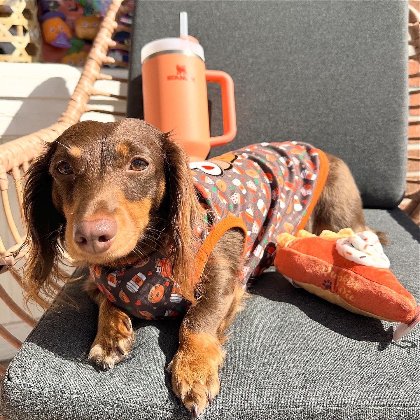 Pumpkin Spice Pet Tee