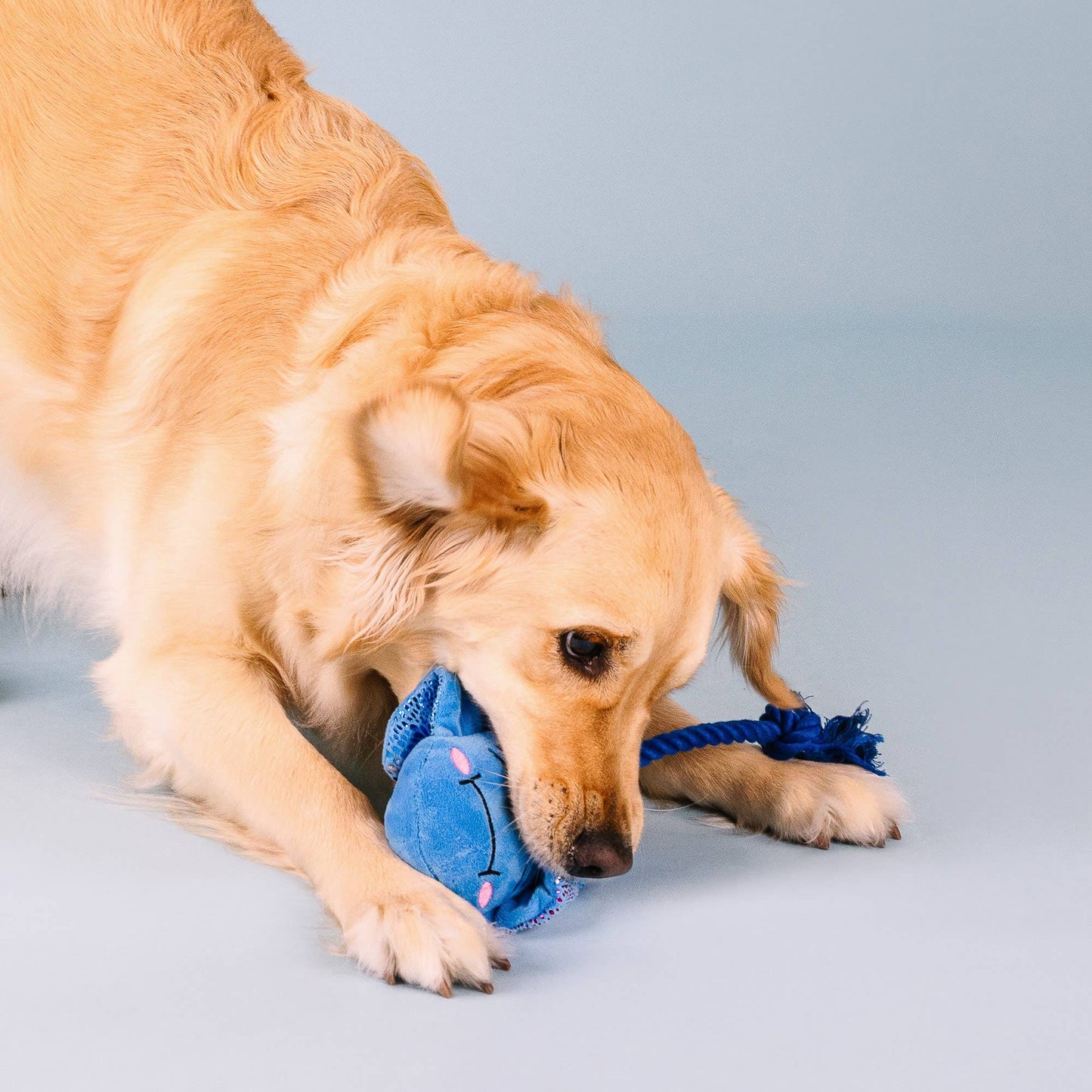 Do The Right Sting Dog Toy