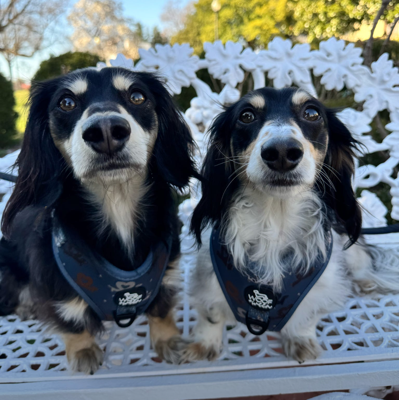 Dachshund Adjustable Harness - I HEART DACHSHUNDS