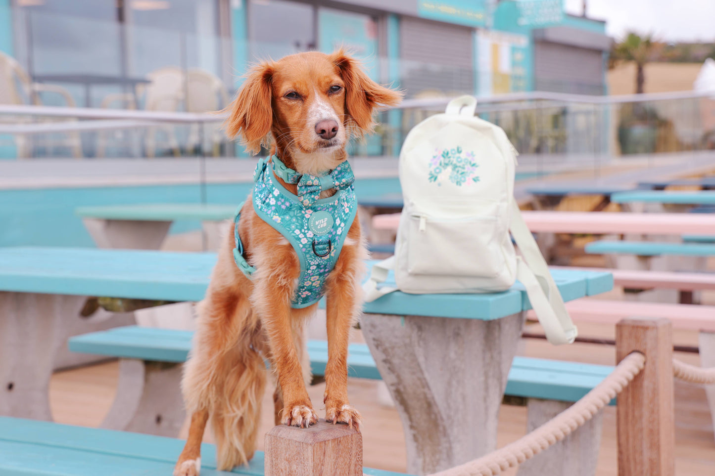 Adjustable Dog Harness: Notting Hill Mint