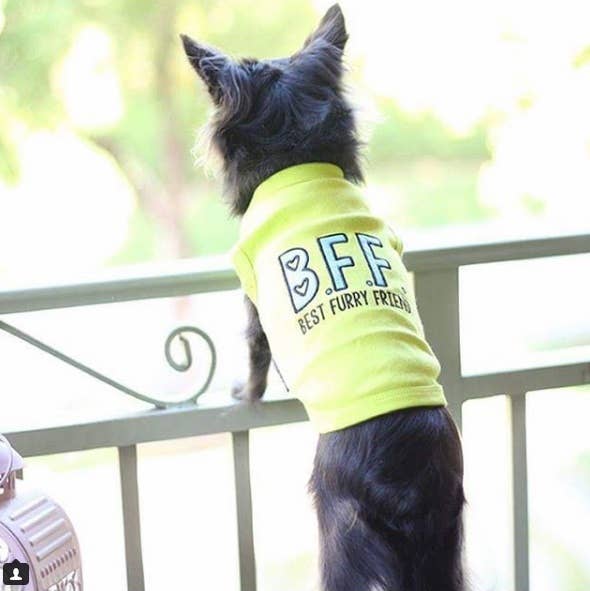 BFF Dog T-Shirt – Best Friends Tee for Dogs