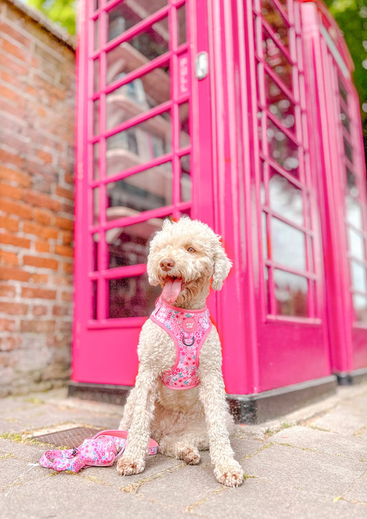 Adjustable Dog Harness: Notting Hill Rosé