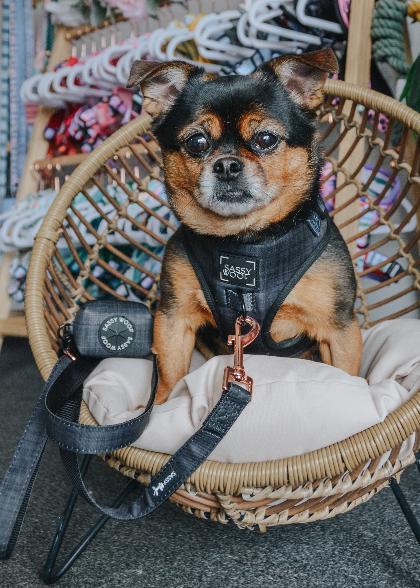 Dog Adjustable Harness - Baby Got Black