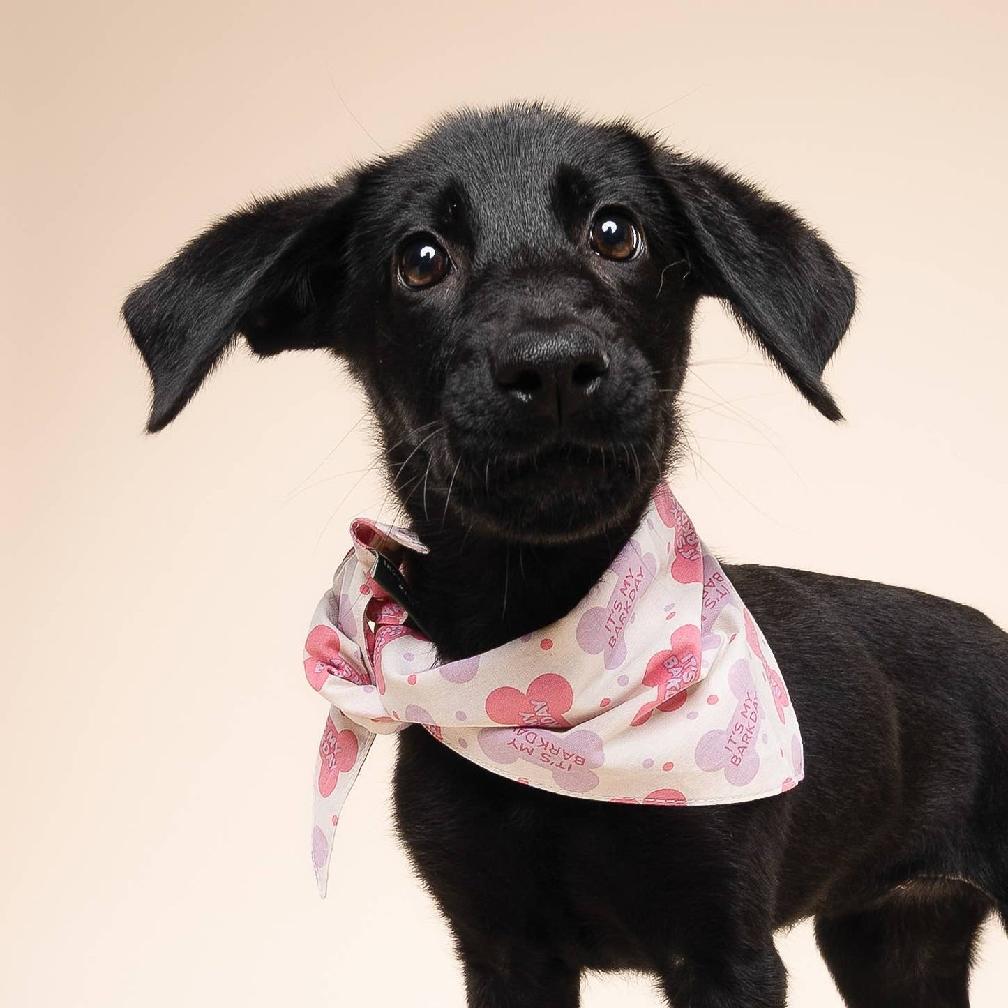 Let's Pawty in Pink Birthday Dog Bandana