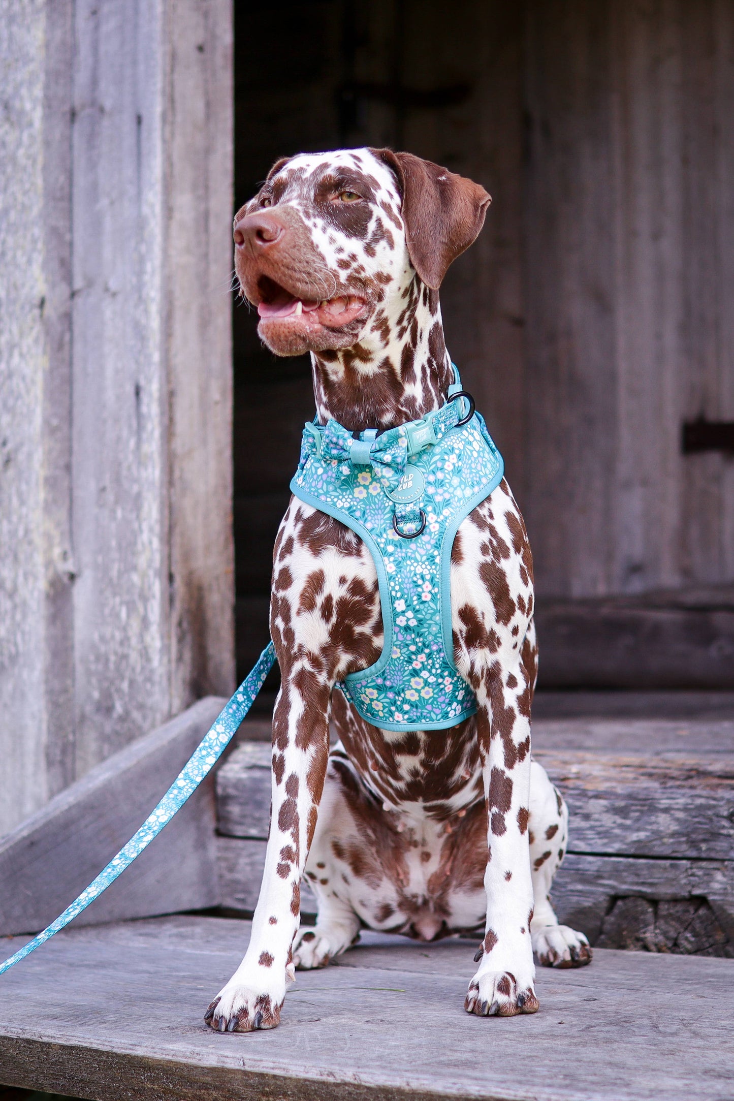 Adjustable Dog Harness: Notting Hill Mint