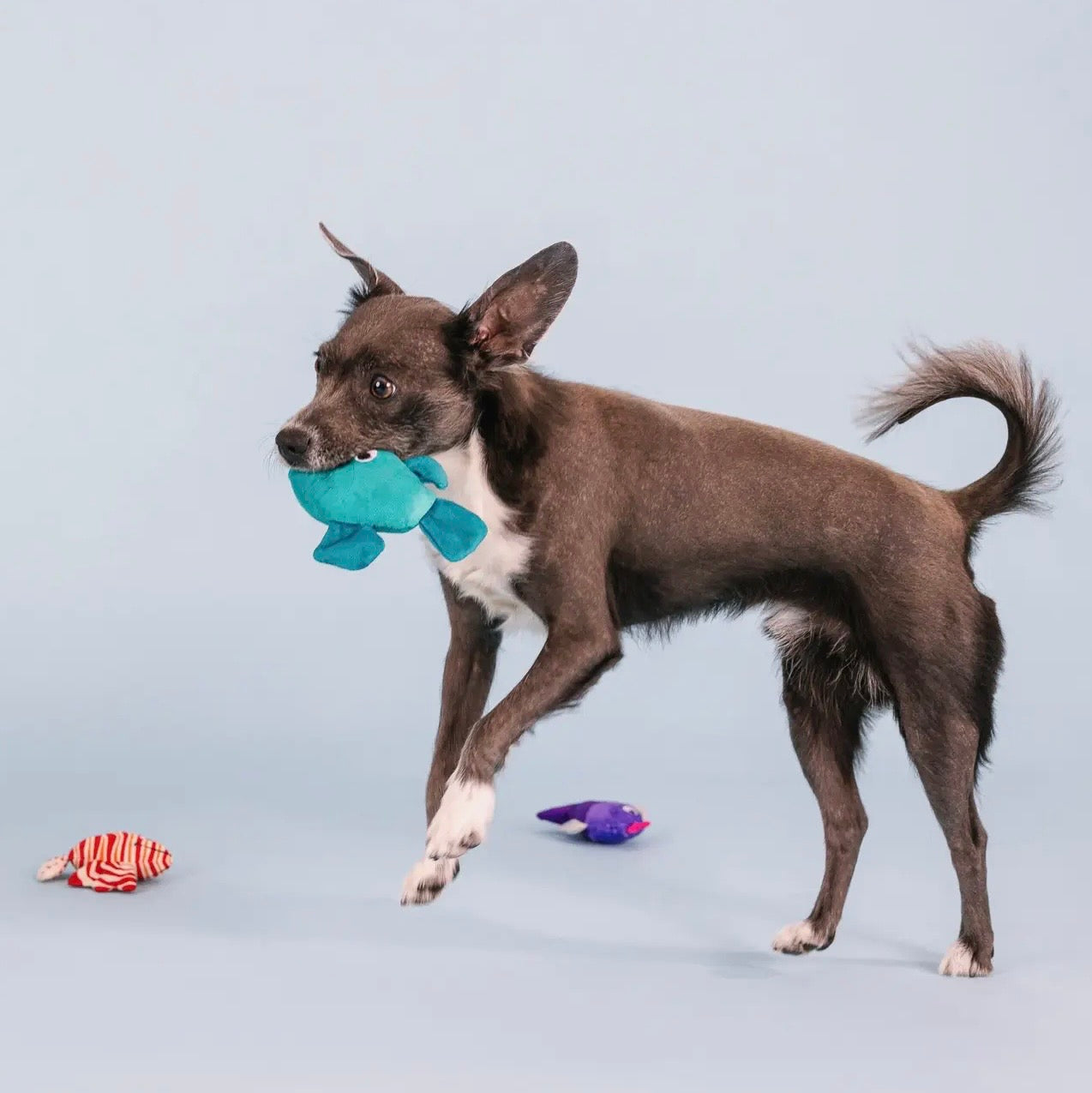 Any Fin is Possible 3pc Dog Toy Set