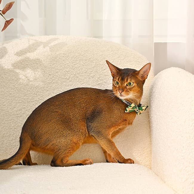 HugSmart Pet — Bowknot - Cactus - Cat Collar