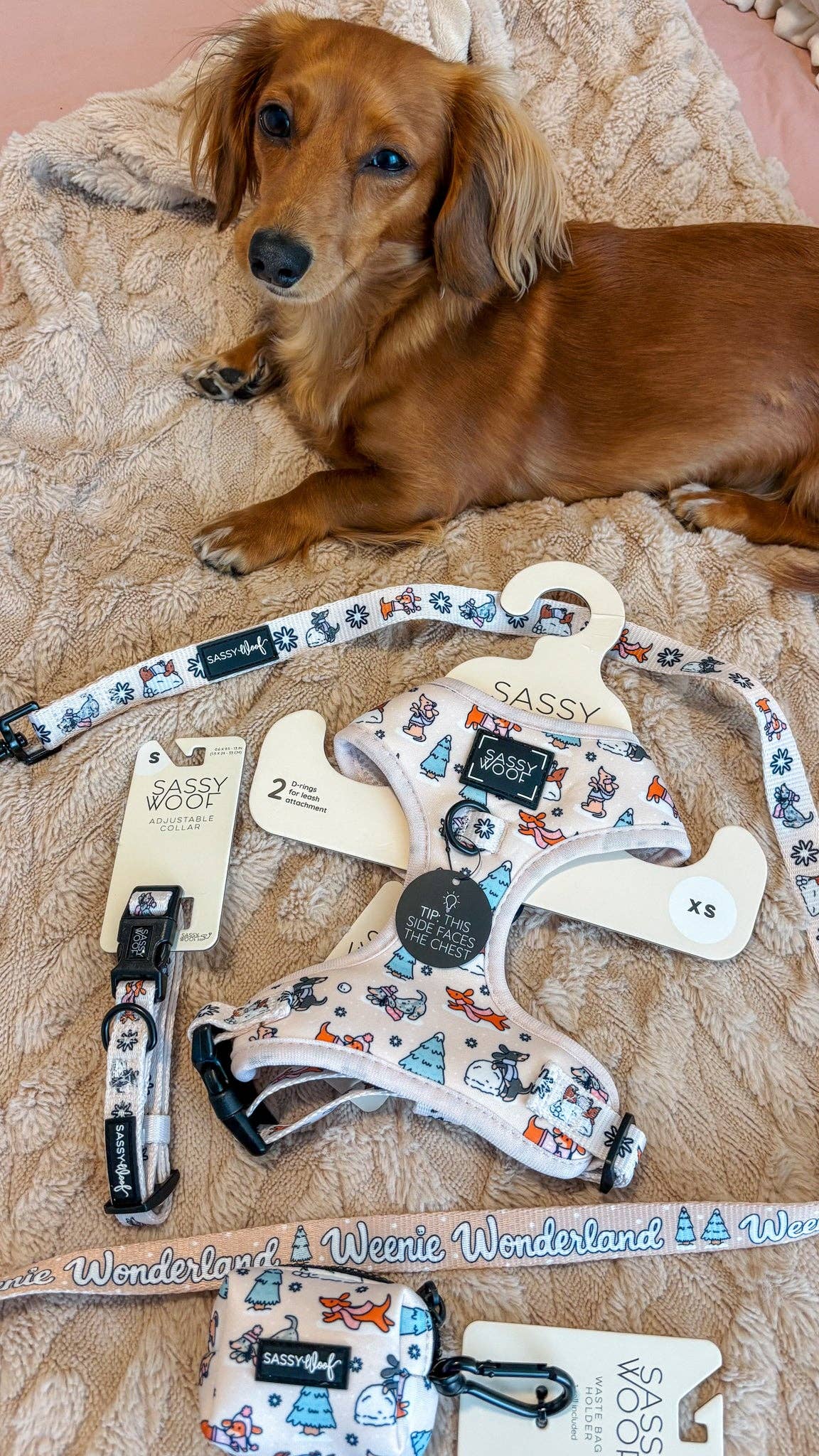Dog Collar - Weenie Wonderland