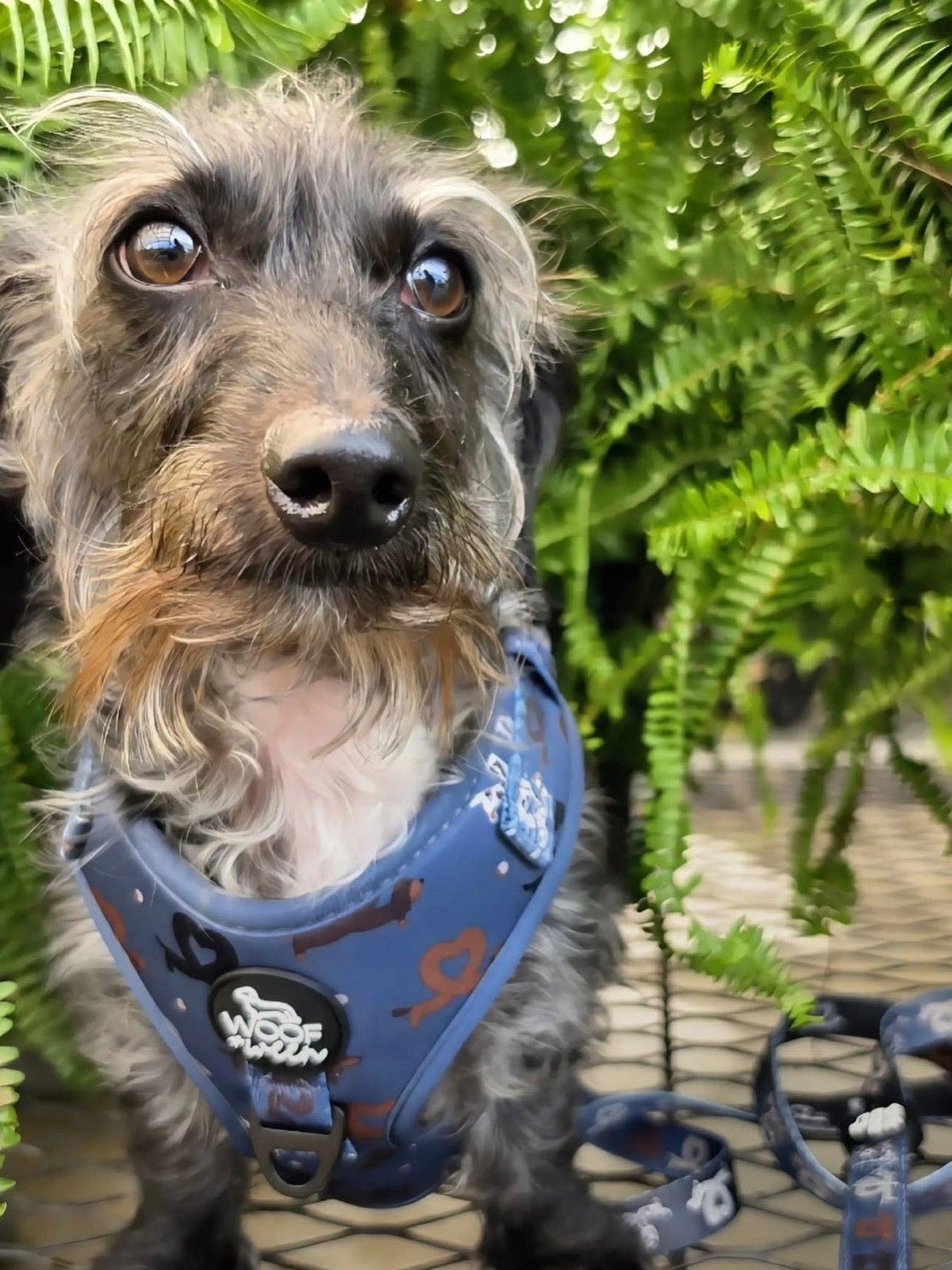 Dachshund Adjustable Harness - I HEART DACHSHUNDS