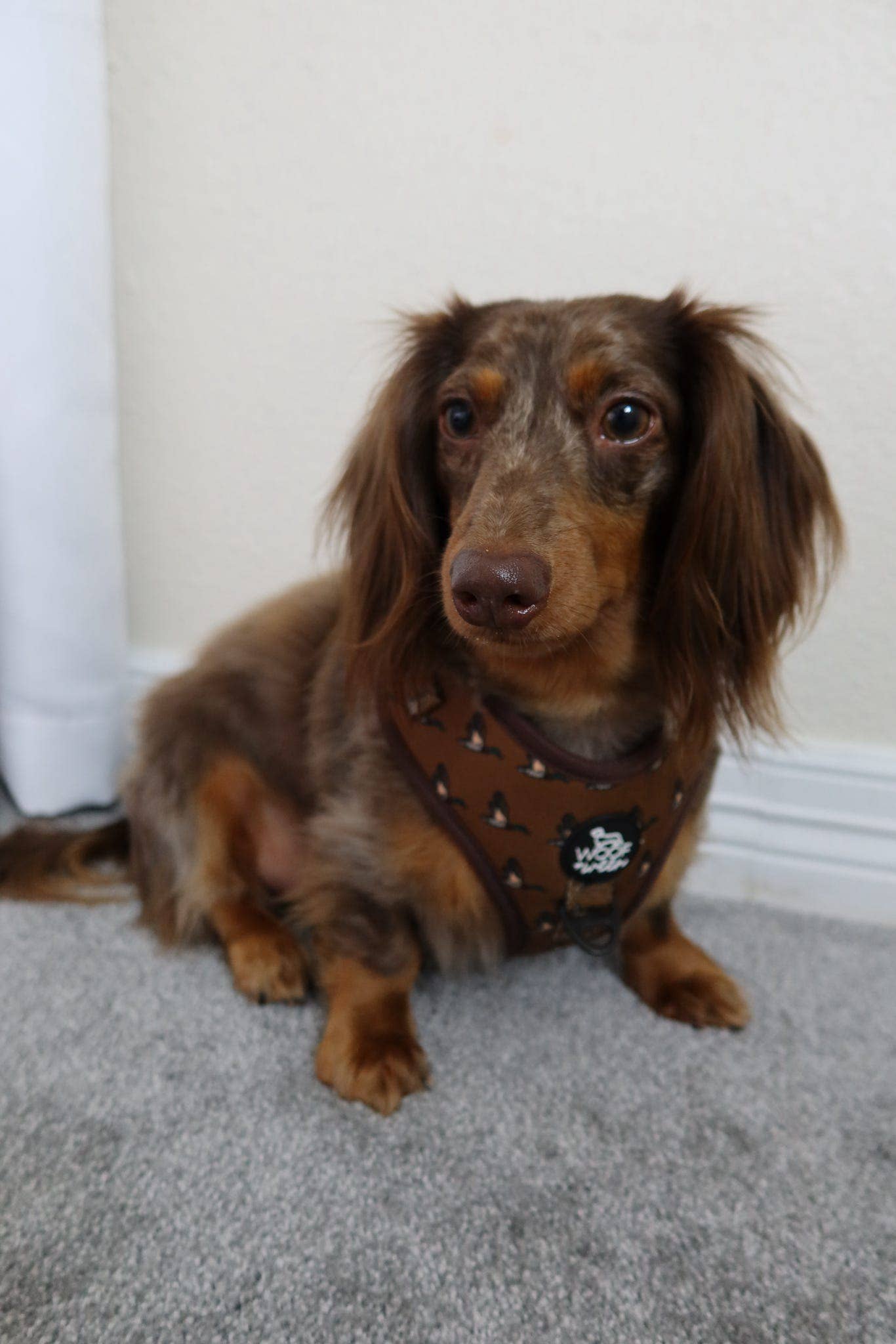 Adjustable Dog Harness - DUCK HUNTING DOG