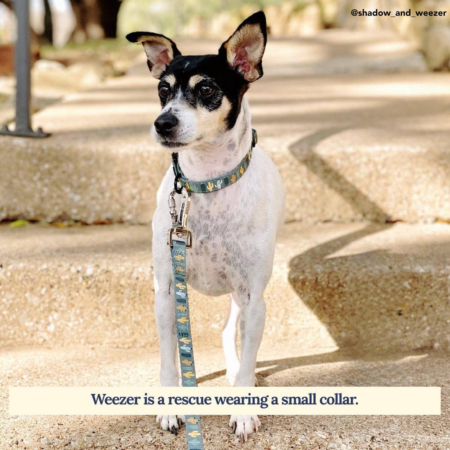 Looking Sharp Collar