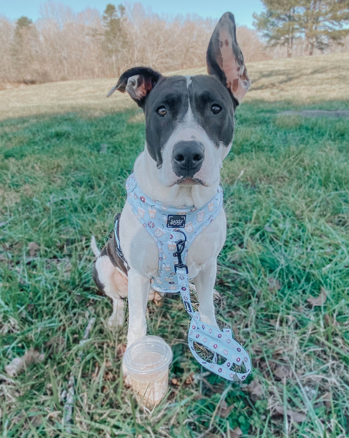 Dog Waste Bag Holder - Sweets & Pawfee