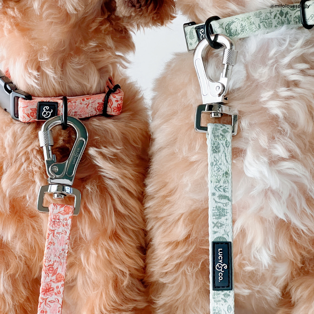 Camp Out Leash