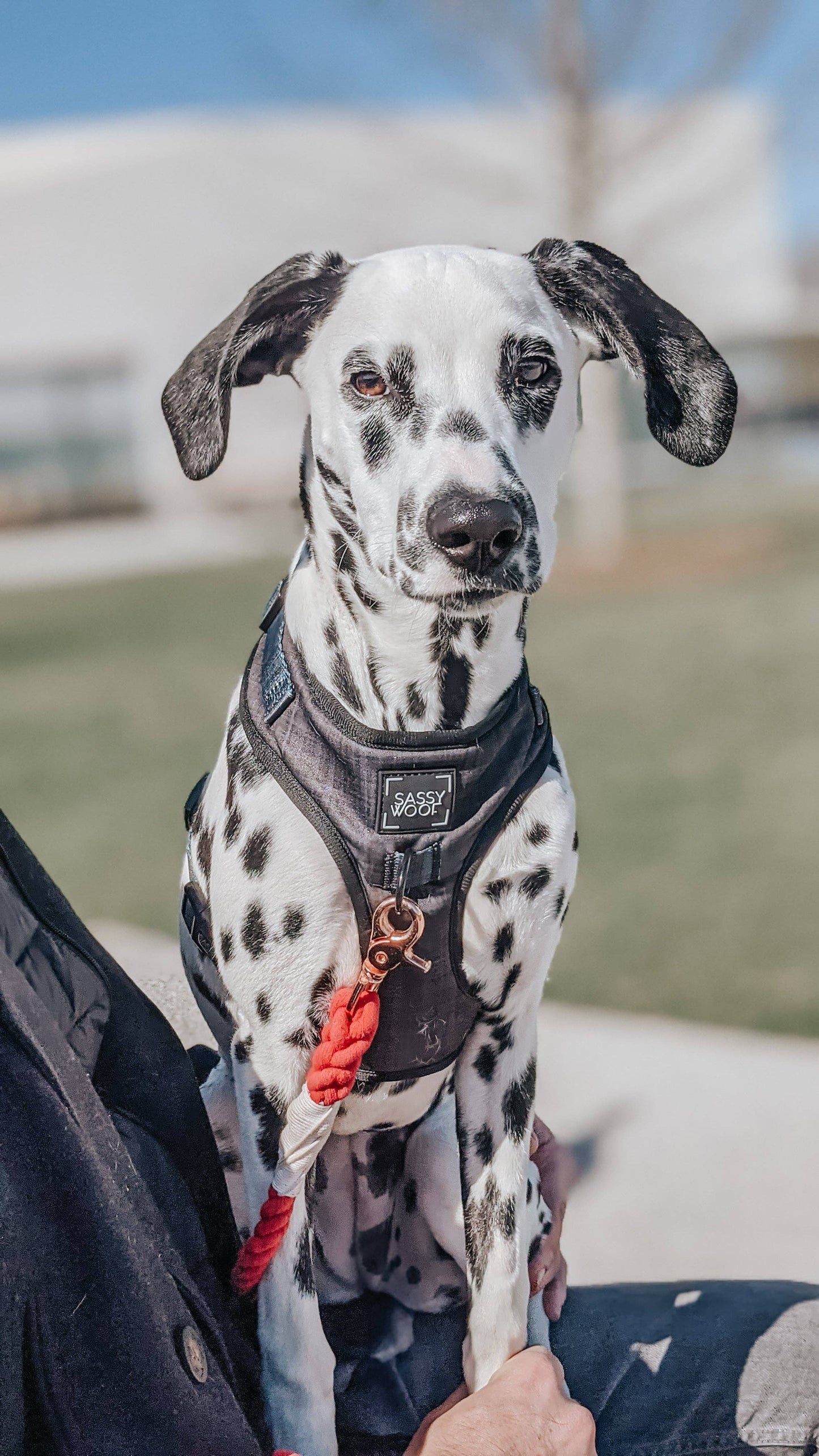 Dog Adjustable Harness - Baby Got Black