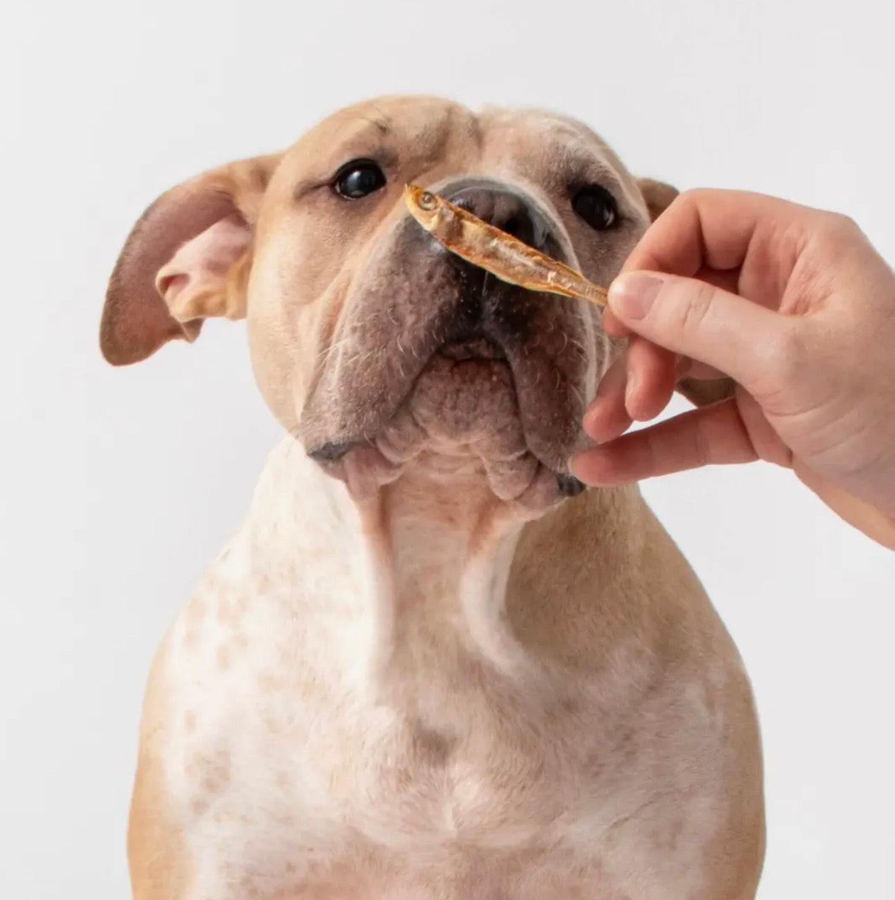 Silverside - 2.5oz - Dog & Cat Treats