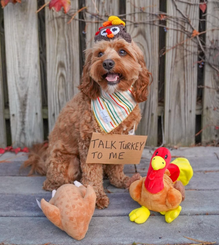 Midlee Thanksgiving Turkey Dog Toy