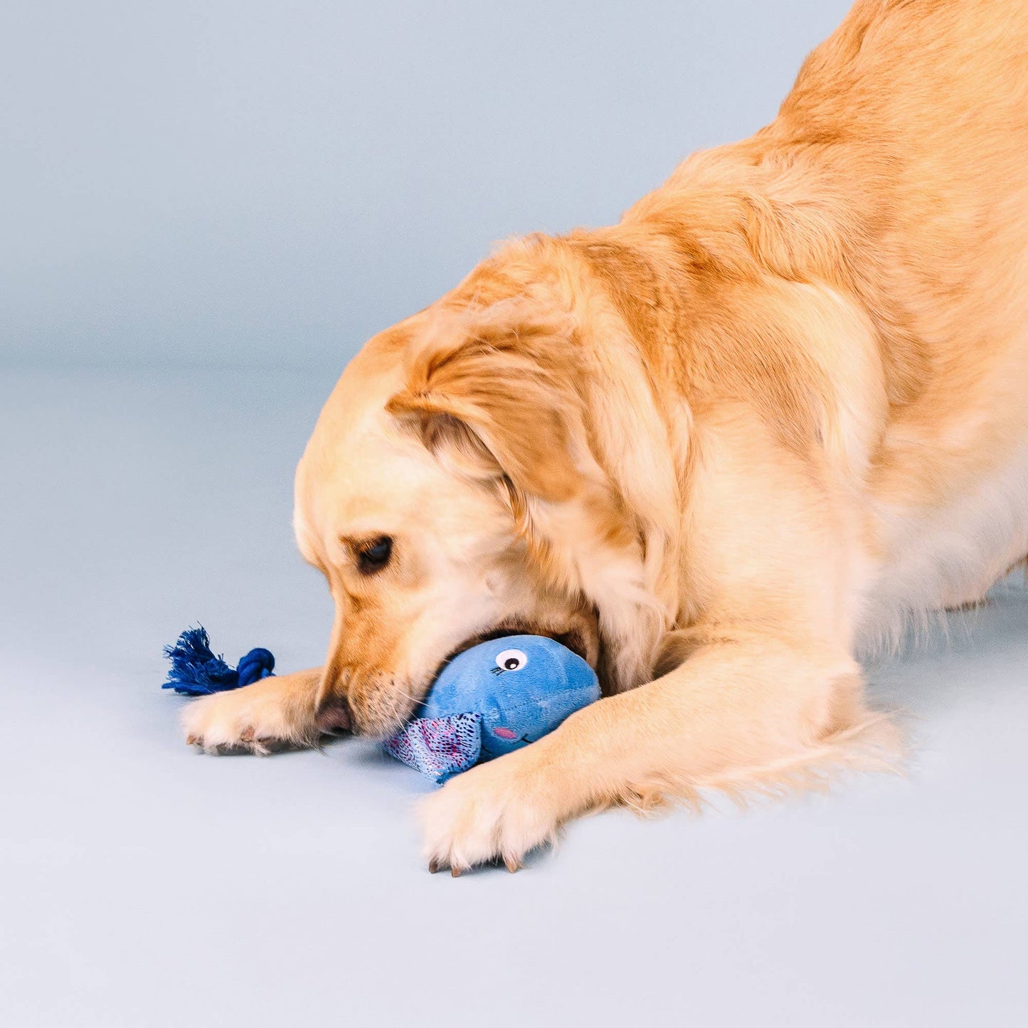 Do The Right Sting Dog Toy