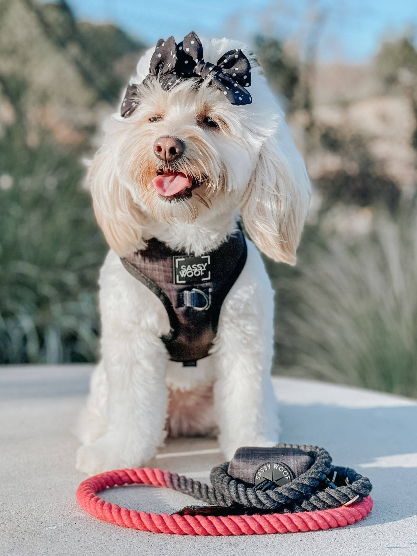 Dog Adjustable Harness - Baby Got Black