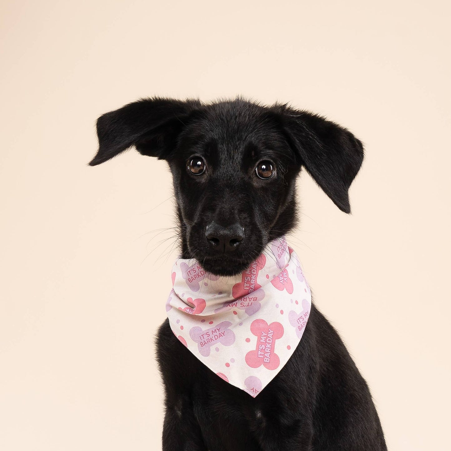 Let's Pawty in Pink Birthday Dog Bandana
