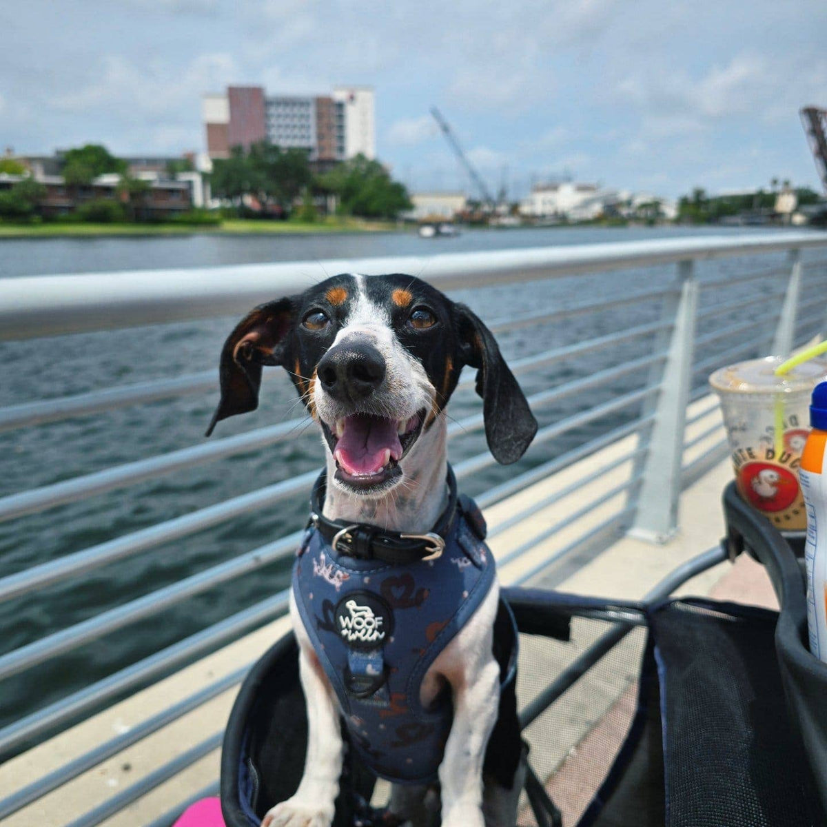 Dachshund Adjustable Harness - I HEART DACHSHUNDS