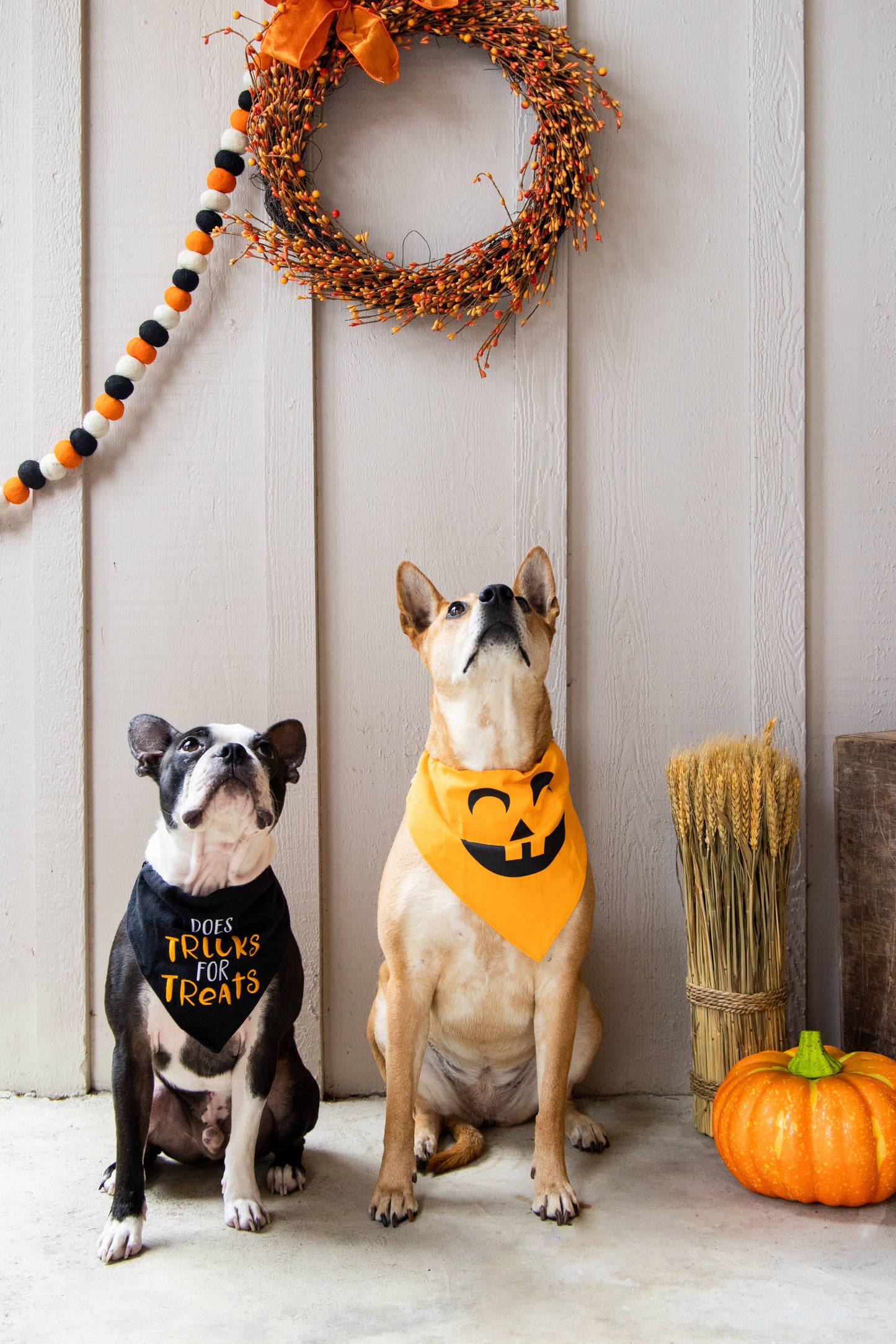 Pumpkin Dog Halloween Bandana, M/L