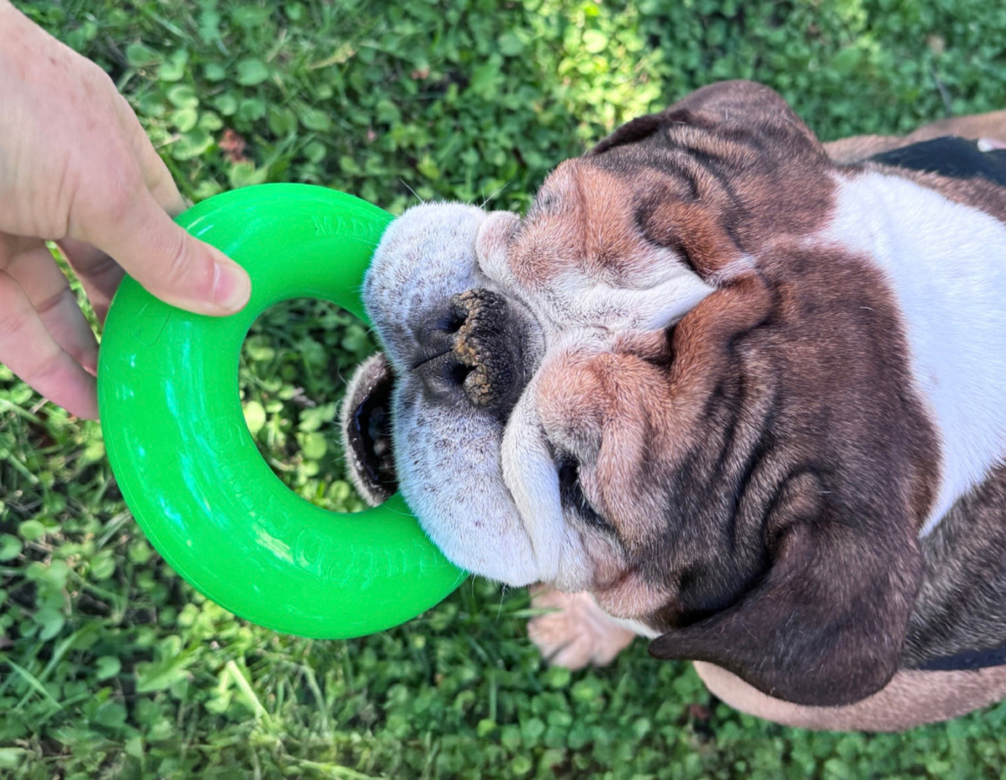 Dawg-Ring
