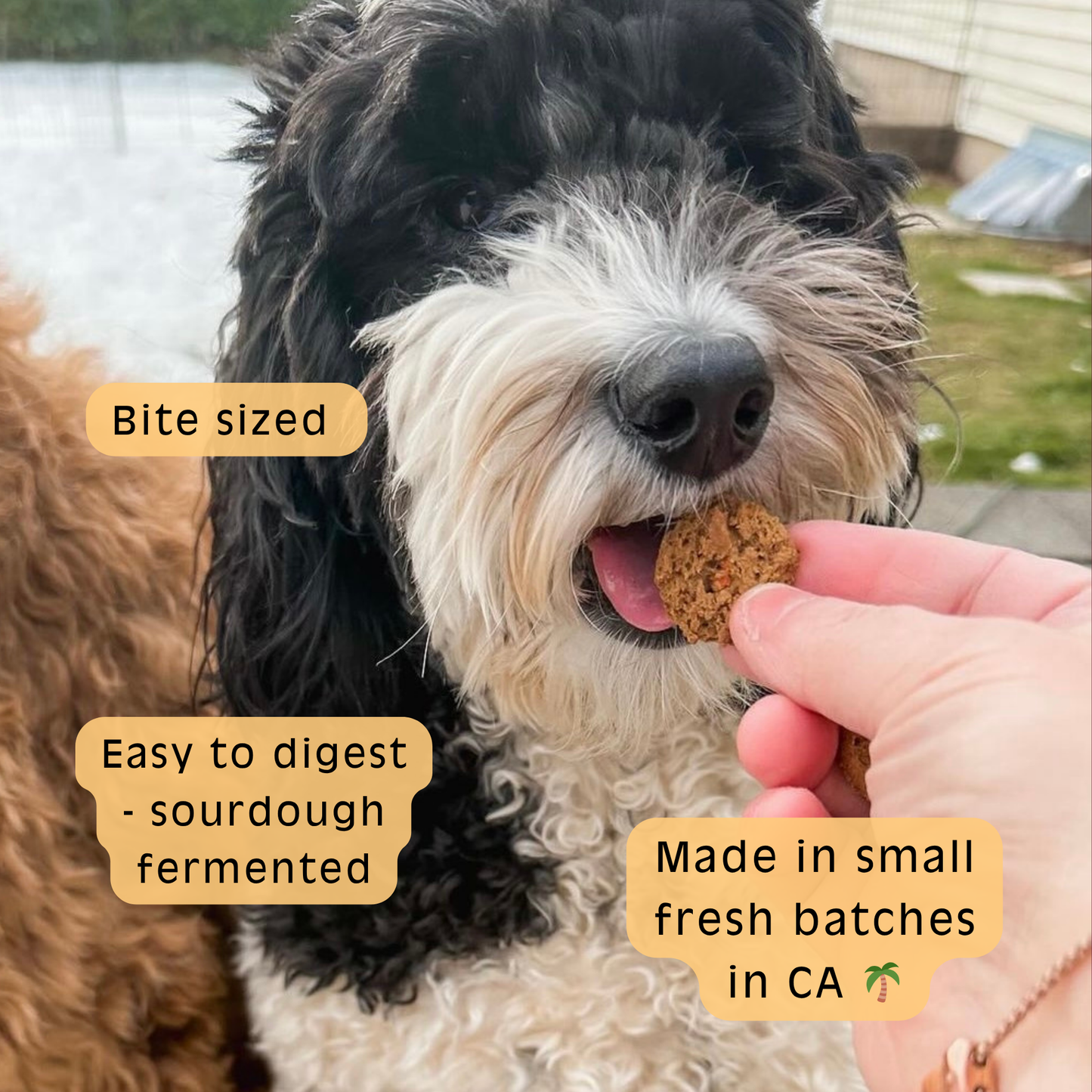 Pup-kin Pie - Pumpkin Sourdough Dog Treats