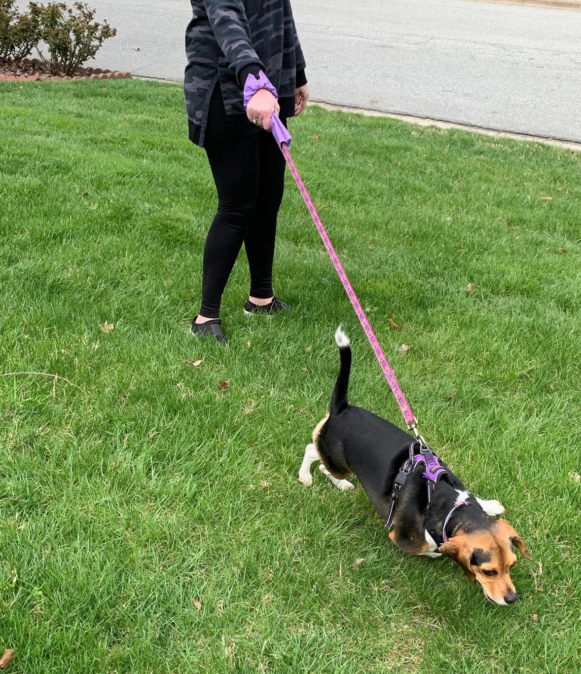 Hound Handler®