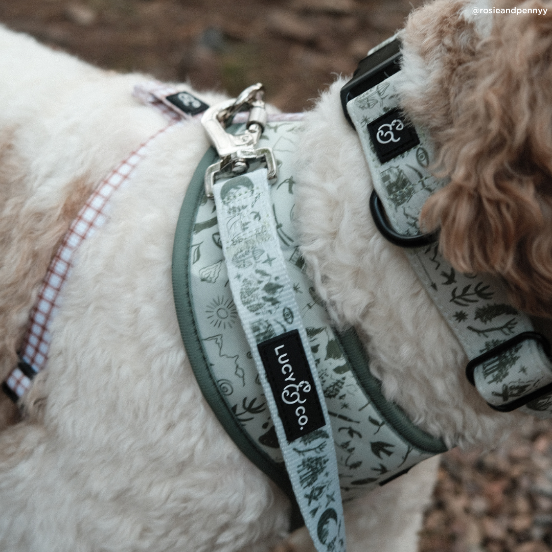 Camp Out Leash