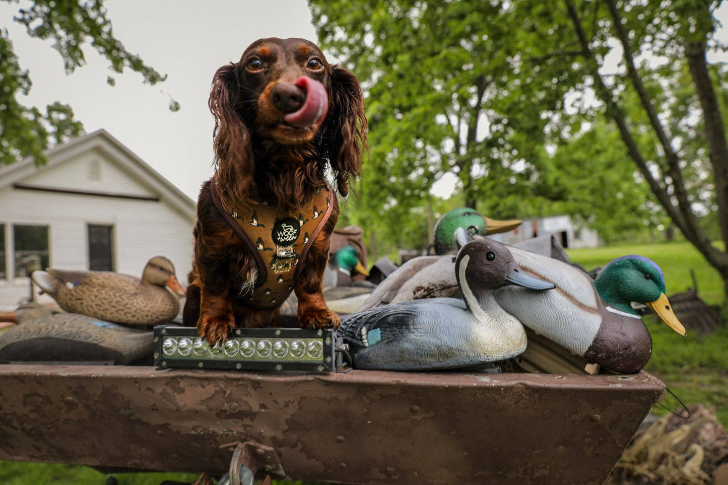 Adjustable Dog Harness - DUCK HUNTING DOG