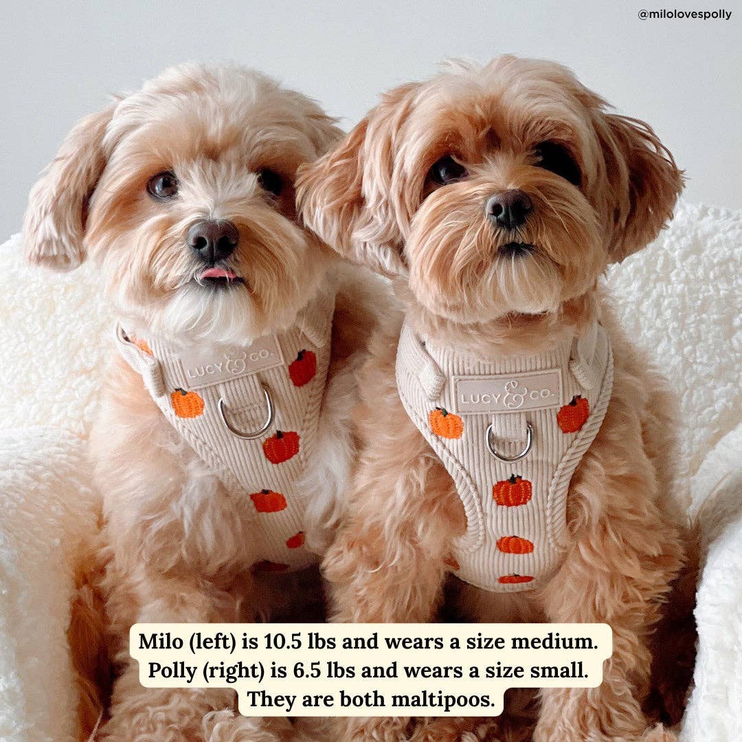 Oh My Gourd Corduroy No-Pull Harness