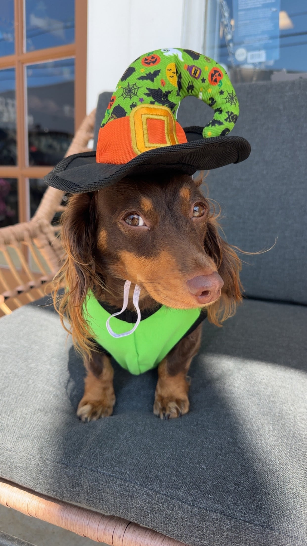 Witches Brew Hat & Toy