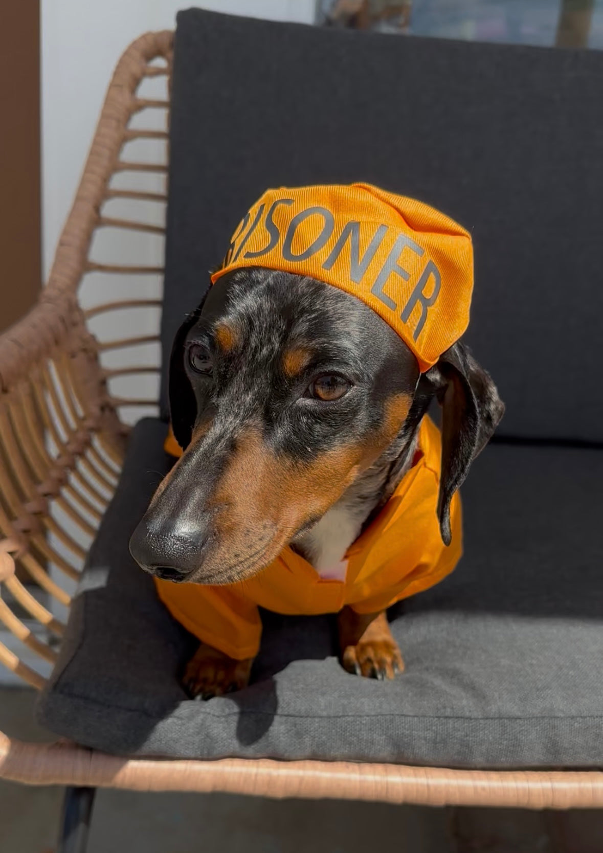 Orange Prisoner Dog Costume