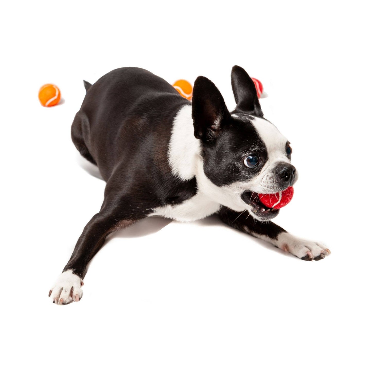 Midlee Mini Dog Tennis Balls Bulk 25-Pack (Assorted Colors)