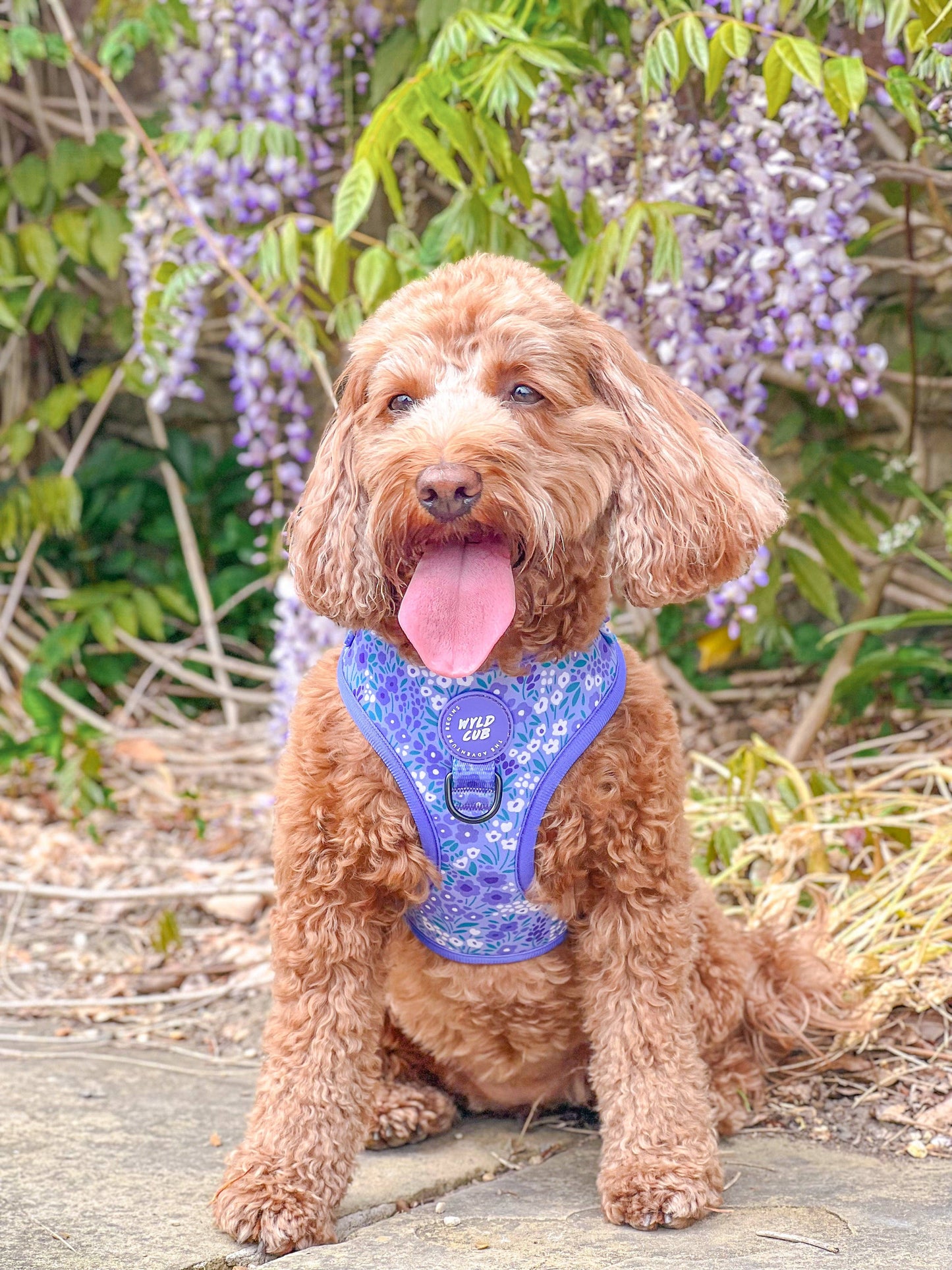 Adjustable Dog Harness: Notting Hill Wisteria