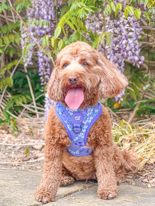 Adjustable Dog Harness: Notting Hill Wisteria