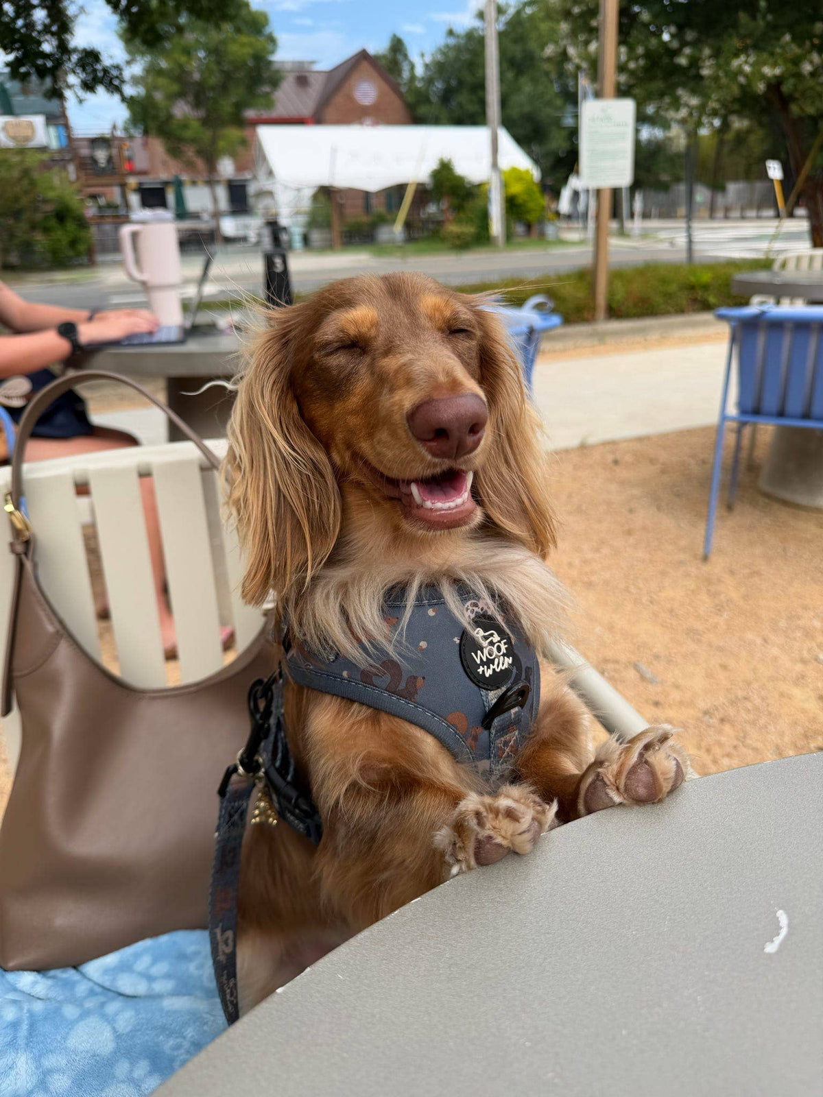 Dachshund Adjustable Harness - I HEART DACHSHUNDS