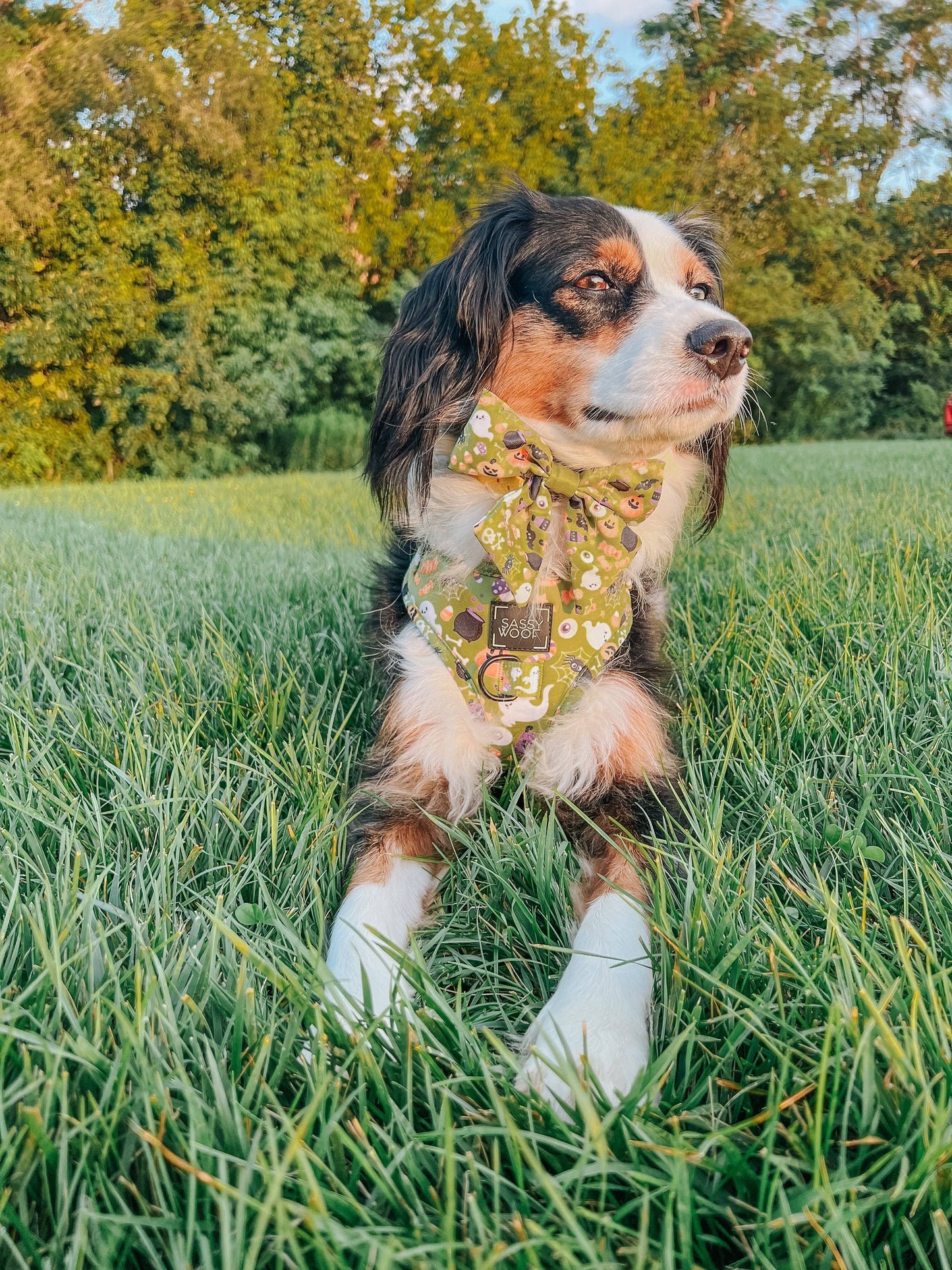 Dog Sailor Bow - Haunt Mess