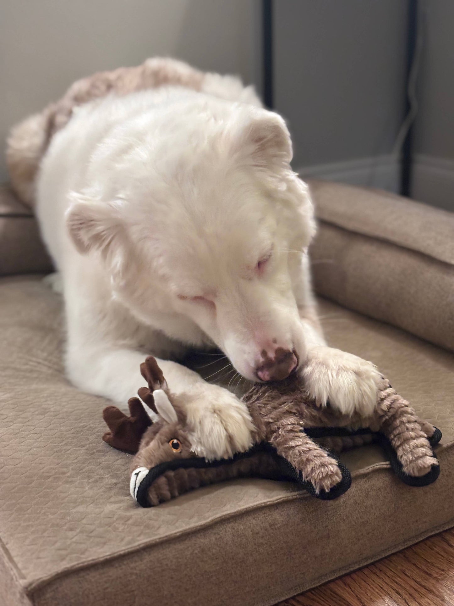 Rowdy Herder - Reindeer