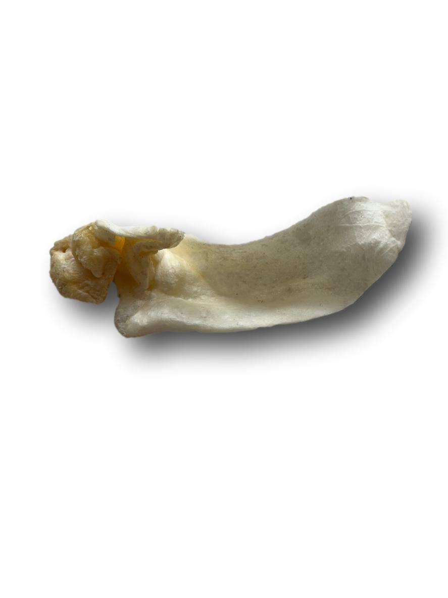 Lamb Ears