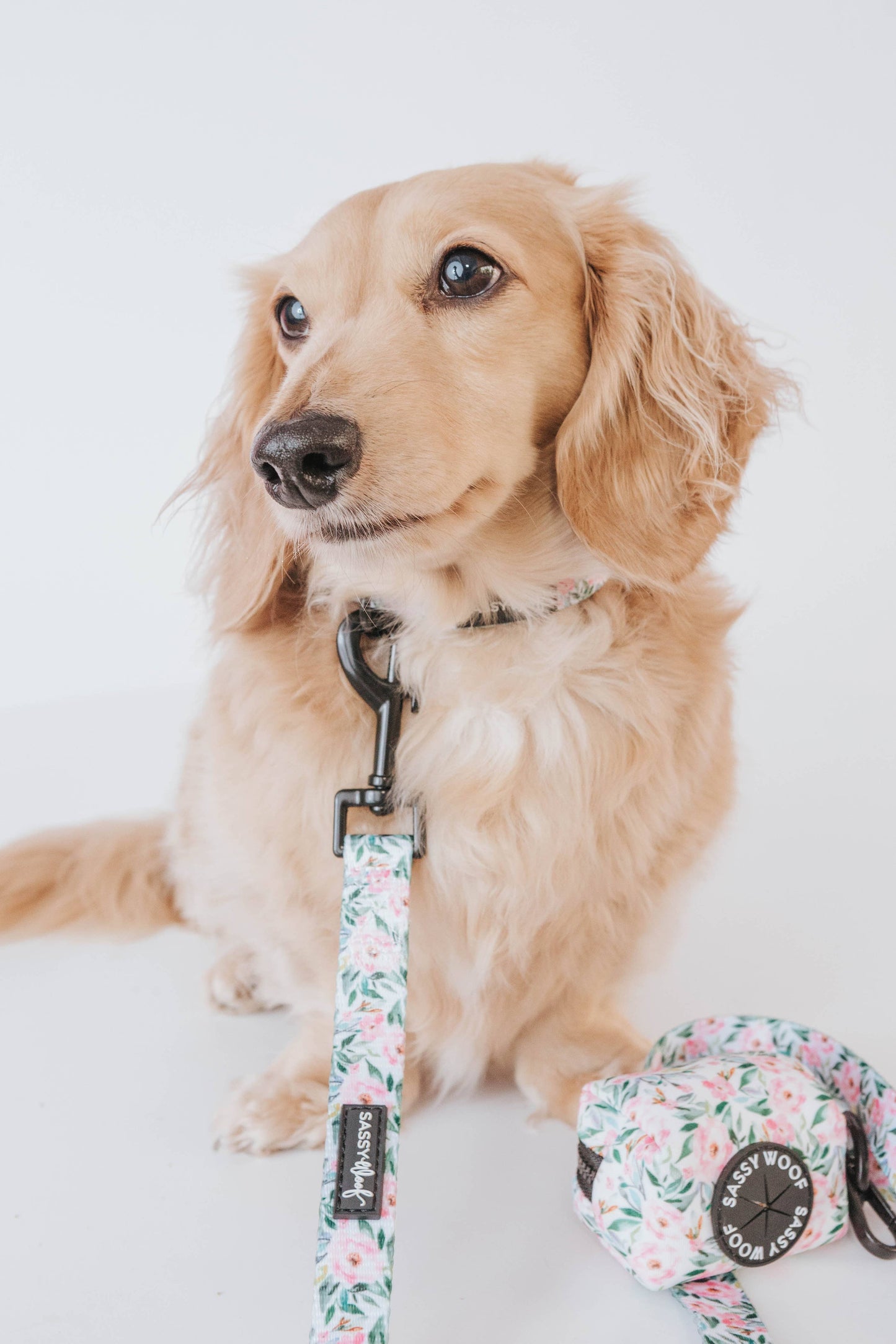 Dog Collar - Magnolia